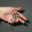 Bramborka Otesnek (sha agouti marked)