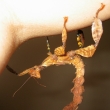 Extatosoma tiaratum - samice