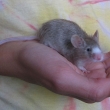 Bublanina od Semiov myi, lhs silver agouti marked (za srovm mostem)